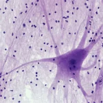 Breakthrough-Neuropeptide-Reverses-Aging-Markers