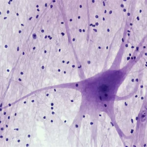 Breakthrough-Neuropeptide-Reverses-Aging-Markers