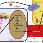 Reviewing the Evidence on Vitamin D Supplementation in the ...
