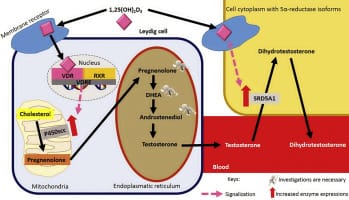 Reviewing the Evidence on Vitamin D Supplementation in the ...