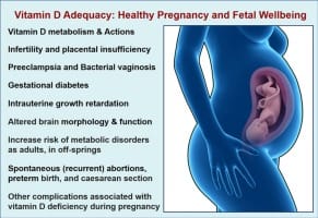 Vitamin D: Effects on human reproduction, pregnancy, and fetal ...