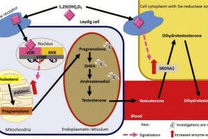 Reviewing the Evidence on Vitamin D Supplementation in the ...
